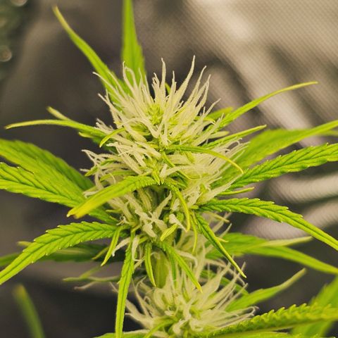 Tropicana Cookies Purple Automatic growlog timeline photo
