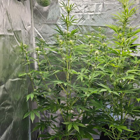 Tropicana Cookies Purple Automatic growlog timeline photo