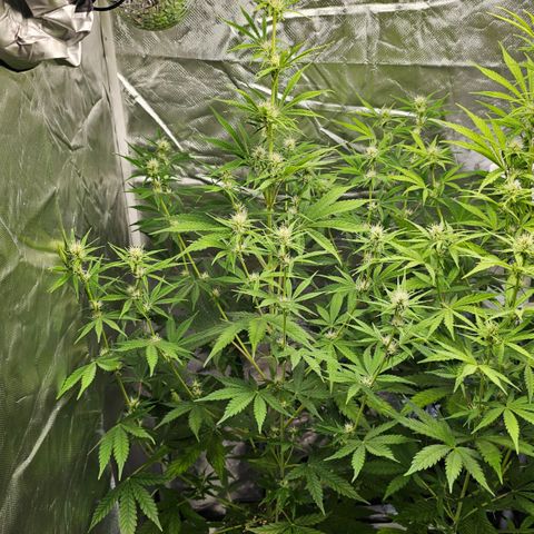 Tropicana Cookies Purple Automatic growlog timeline photo