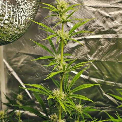 Tropicana Cookies Purple Automatic growlog timeline photo