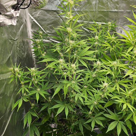 Tropicana Cookies Purple Automatic growlog timeline photo
