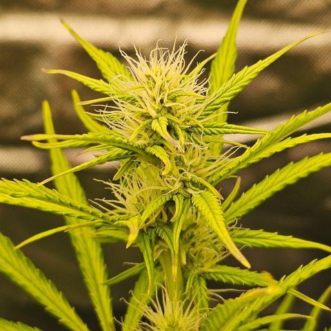 Royal Cookies Automatic growlog timeline photo