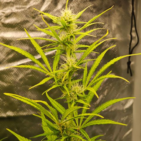 Royal Cookies Automatic growlog timeline photo