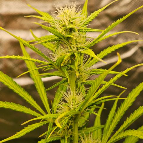 Royal Cookies Automatic growlog timeline photo