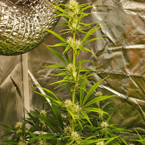 Tropicana Cookies Purple Automatic growlog timeline photo