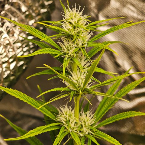 Tropicana Cookies Purple Automatic growlog timeline photo