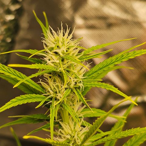 Tropicana Cookies Purple Automatic growlog timeline photo