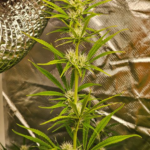 Tropicana Cookies Purple Automatic growlog timeline photo