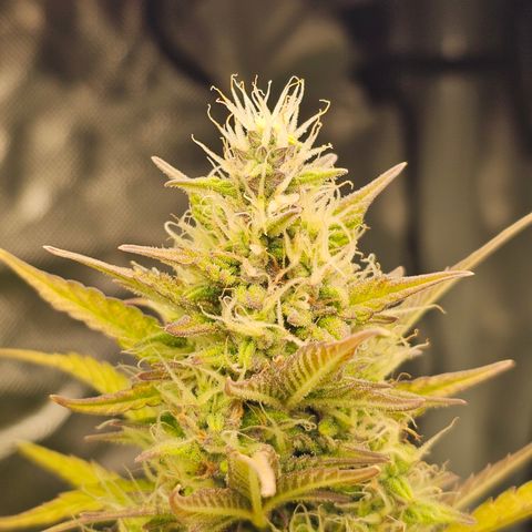 Royal Cookies Automatic growlog timeline photo