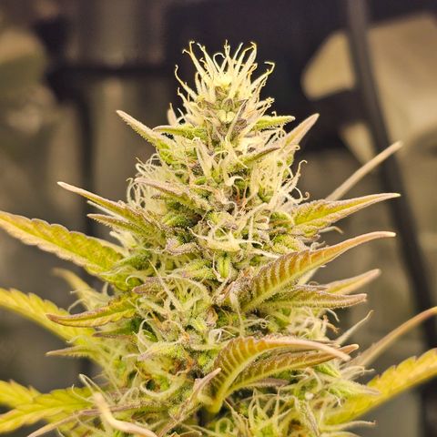 Royal Cookies Automatic growlog timeline photo