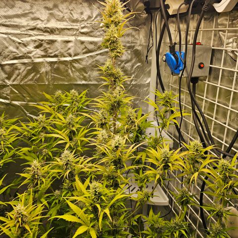Royal Cookies Automatic growlog timeline photo
