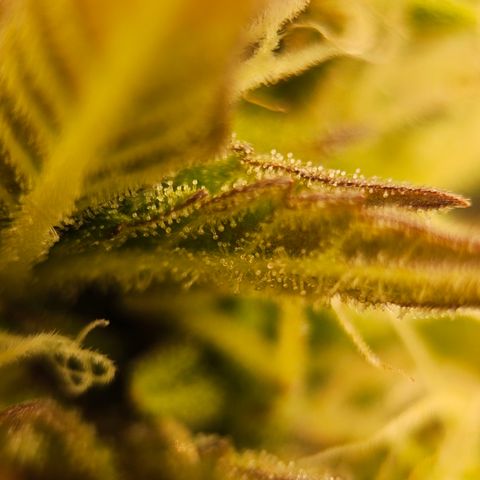 Royal Cookies Automatic growlog timeline photo