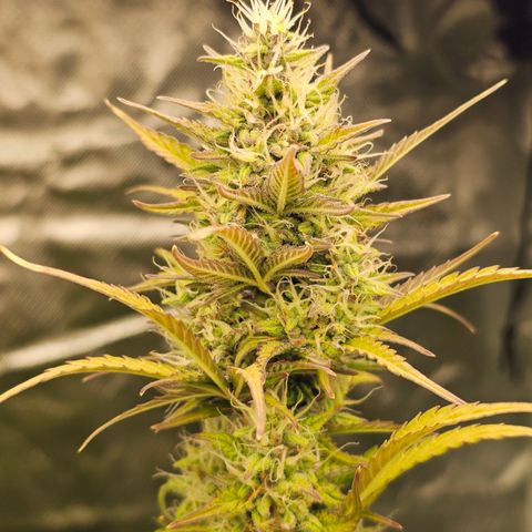 Royal Cookies Automatic growlog timeline photo