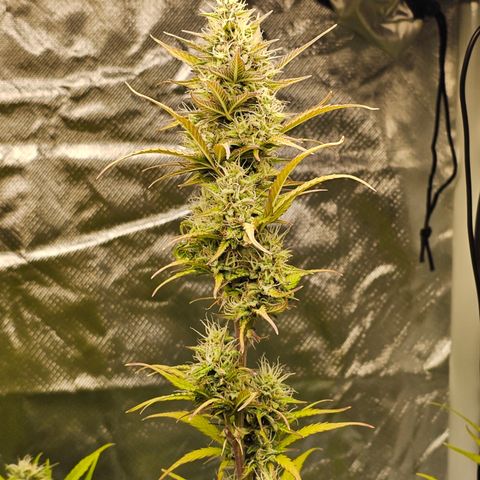 Royal Cookies Automatic growlog timeline photo