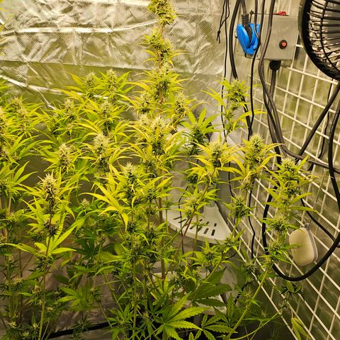 Royal Cookies Automatic growlog timeline photo