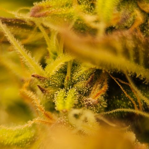 Royal Cookies Automatic growlog timeline photo