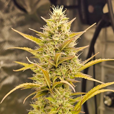 Royal Cookies Automatic growlog timeline photo