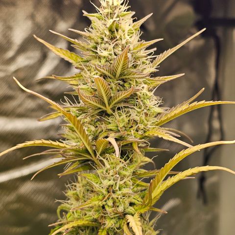 Royal Cookies Automatic growlog timeline photo