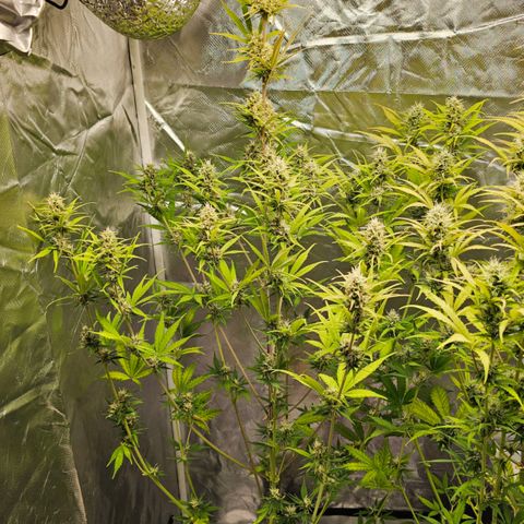 Tropicana Cookies Purple Automatic growlog timeline photo