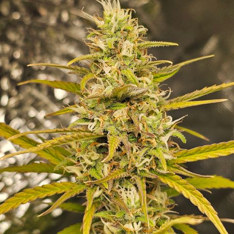 Tropicana Cookies Purple Automatic growlog timeline photo