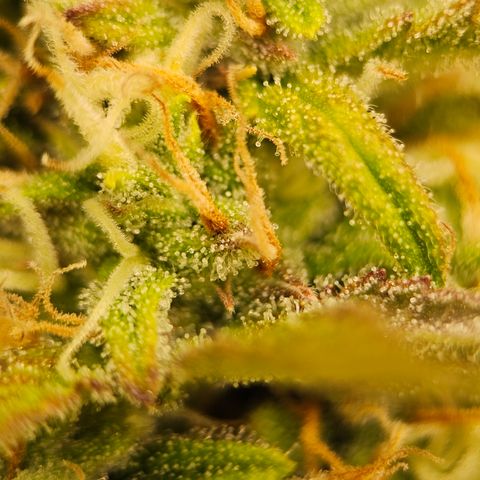 Tropicana Cookies Purple Automatic growlog timeline photo