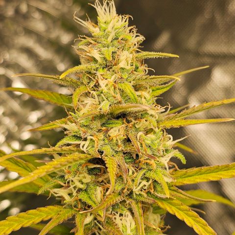 Tropicana Cookies Purple Automatic growlog timeline photo