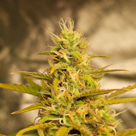 Tropicana Cookies Purple Automatic growlog timeline photo