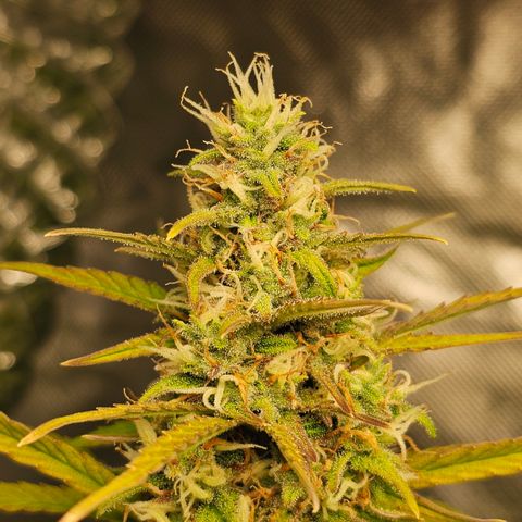 Tropicana Cookies Purple Automatic growlog timeline photo