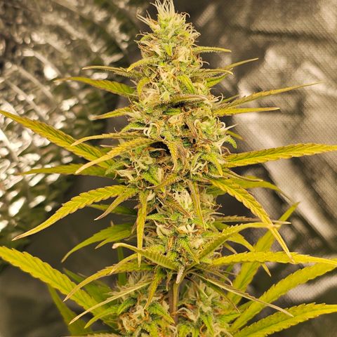 Tropicana Cookies Purple Automatic growlog timeline photo