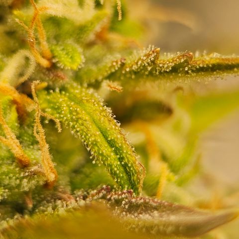 Tropicana Cookies Purple Automatic growlog timeline photo