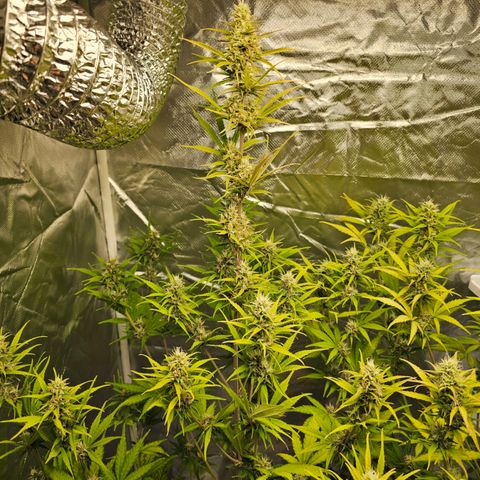 Tropicana Cookies Purple Automatic growlog timeline photo