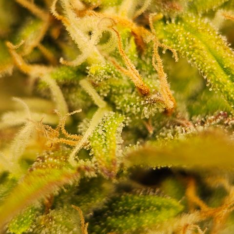 Tropicana Cookies Purple Automatic growlog timeline photo