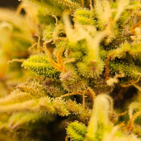 Royal Cookies Automatic growlog timeline photo