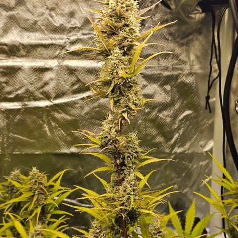 Royal Cookies Automatic growlog timeline photo