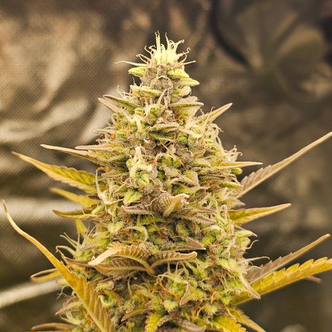 Royal Cookies Automatic growlog timeline photo