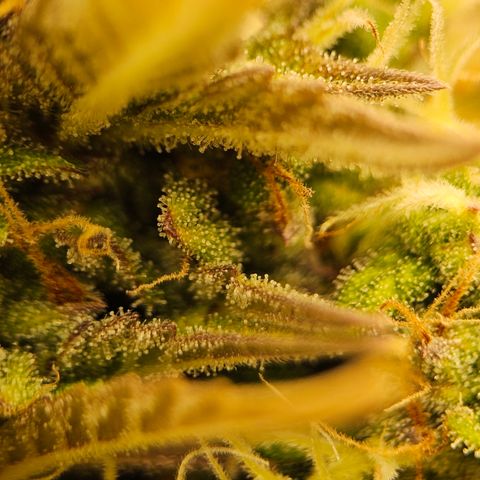 Royal Cookies Automatic growlog timeline photo