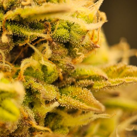 Royal Cookies Automatic growlog timeline photo