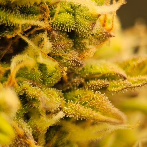 Royal Cookies Automatic growlog timeline photo