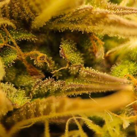 Royal Cookies Automatic growlog timeline photo