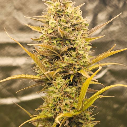 Royal Cookies Automatic growlog timeline photo