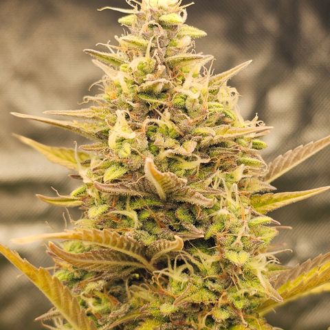 Royal Cookies Automatic growlog timeline photo