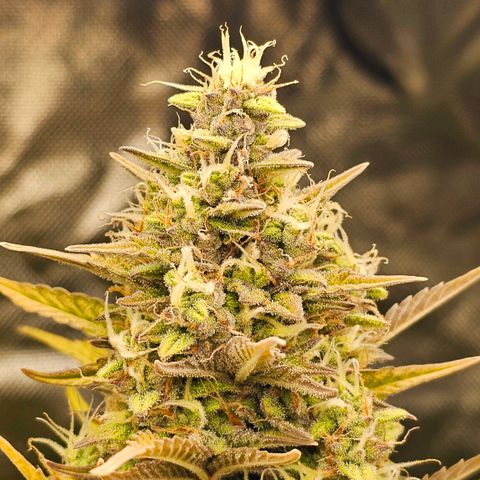 Royal Cookies Automatic growlog timeline photo
