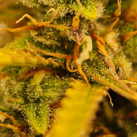 Tropicana Cookies Purple Automatic growlog timeline photo