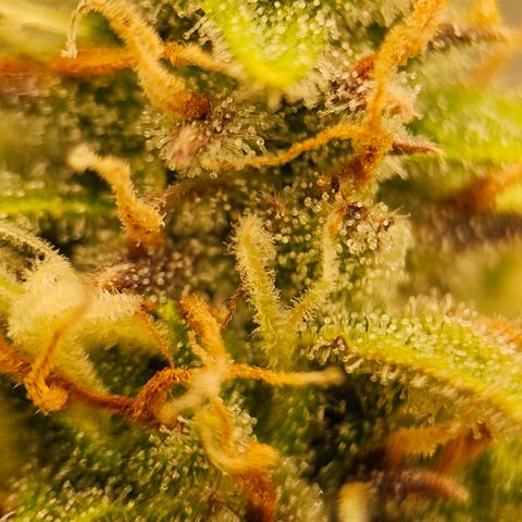 Tropicana Cookies Purple Automatic growlog timeline photo