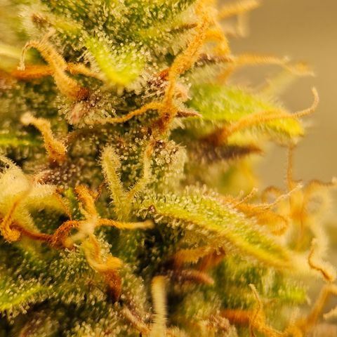 Tropicana Cookies Purple Automatic growlog timeline photo