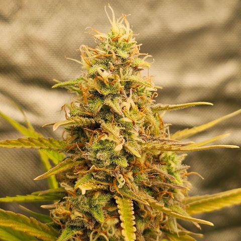 Tropicana Cookies Purple Automatic growlog timeline photo