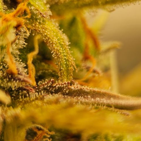 Tropicana Cookies Purple Automatic growlog timeline photo