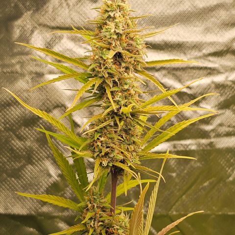 Tropicana Cookies Purple Automatic growlog timeline photo