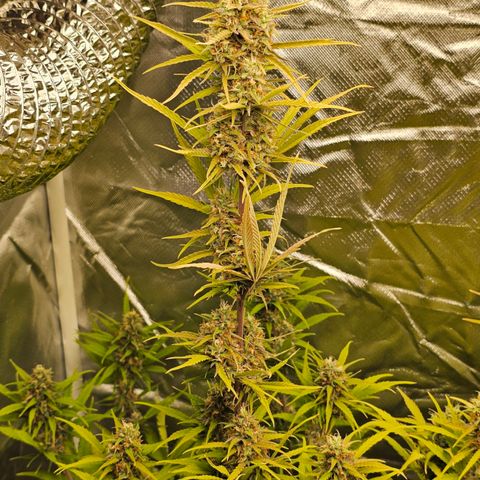 Tropicana Cookies Purple Automatic growlog timeline photo