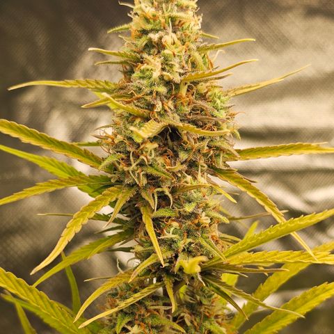 Tropicana Cookies Purple Automatic growlog timeline photo